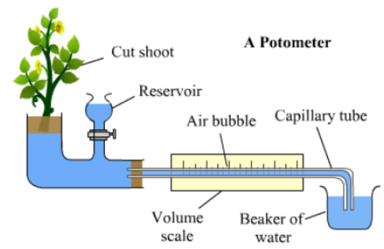 CBSE-Class-11-Biology-Transport-In-Plants-Notes-Set-B-9