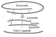 CBSE-Class-12-Biology-Biotechnology-And-Its-Application-Notes-Set-B