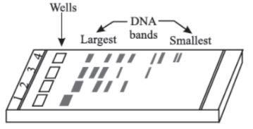 CBSE Class 12 Biology Biotechnology Principles And Processes Notes Set B