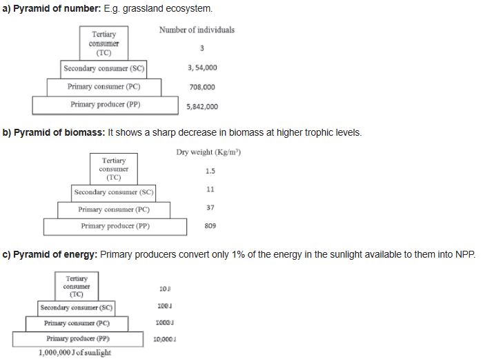 CBSE-Class-12-Biology-Ecosystem-Notes-Set-B-2