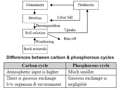 CBSE-Class-12-Biology-Ecosystem-Notes-Set-B-4