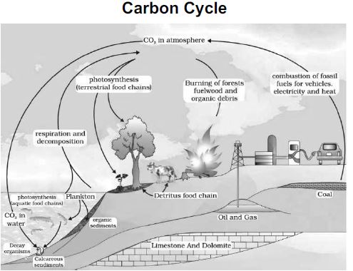 CBSE-Class-12-Biology-Ecosystem-Notes-Set-B-5