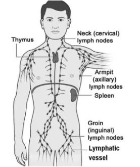 CBSE-Class-12-Biology-Human-Health-And-Disease-Notes-Set-B-1