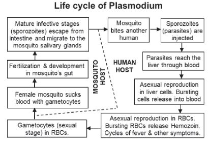 CBSE-Class-12-Biology-Human-Health-And-Disease-Notes-Set-B