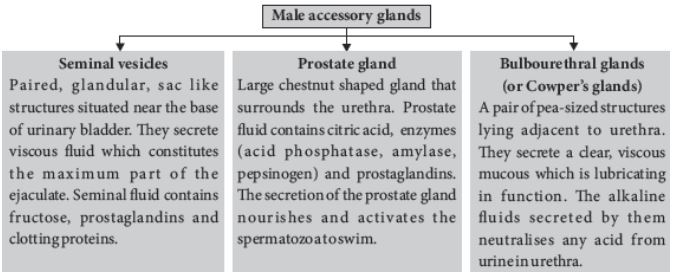 CBSE-Class-12-Biology-Human-Reproduction-Notes-Set-B-1