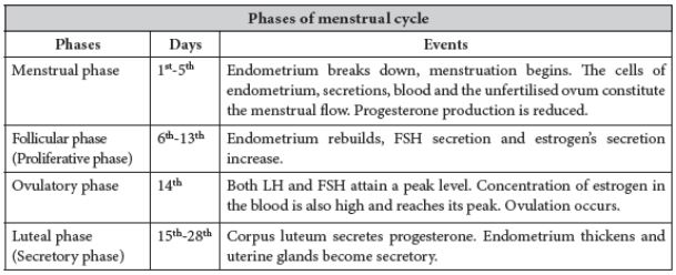 CBSE-Class-12-Biology-Human-Reproduction-Notes-Set-B-2