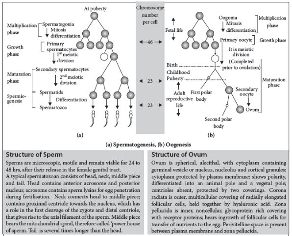 CBSE-Class-12-Biology-Human-Reproduction-Notes-Set-B-3