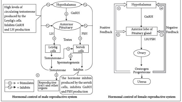 CBSE-Class-12-Biology-Human-Reproduction-Notes-Set-B-4
