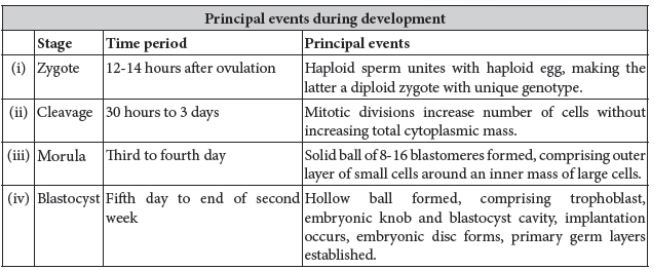 CBSE-Class-12-Biology-Human-Reproduction-Notes-Set-B-5