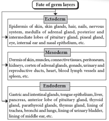 CBSE-Class-12-Biology-Human-Reproduction-Notes-Set-B-6