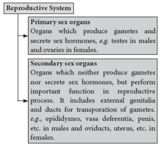 CBSE-Class-12-Biology-Human-Reproduction-Notes-Set-B