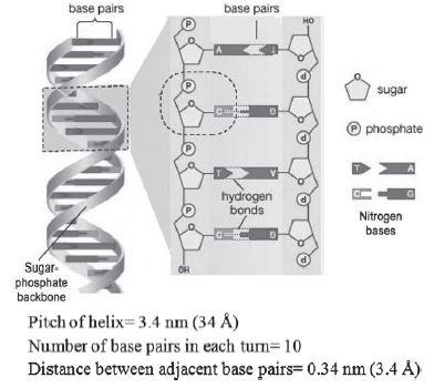 CBSE-Class-12-Biology-Molecular-Basis-Of-Inheritance-Notes-Set-B-1