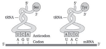 CBSE-Class-12-Biology-Molecular-Basis-Of-Inheritance-Notes-Set-B-11