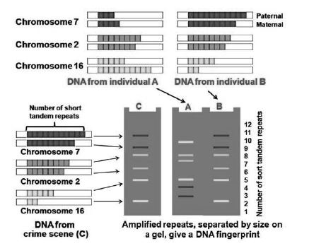 CBSE-Class-12-Biology-Molecular-Basis-Of-Inheritance-Notes-Set-B-12