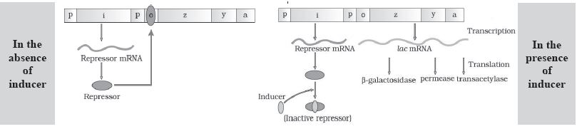 CBSE-Class-12-Biology-Molecular-Basis-Of-Inheritance-Notes-Set-B-13