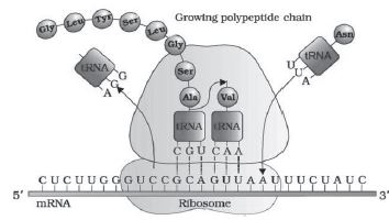 CBSE-Class-12-Biology-Molecular-Basis-Of-Inheritance-Notes-Set-B-14