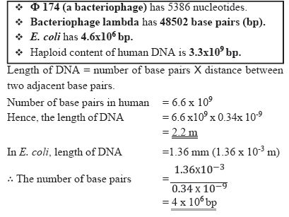 CBSE-Class-12-Biology-Molecular-Basis-Of-Inheritance-Notes-Set-B-2