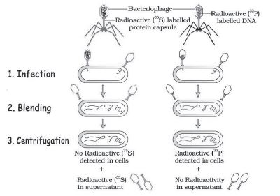 CBSE-Class-12-Biology-Molecular-Basis-Of-Inheritance-Notes-Set-B-3