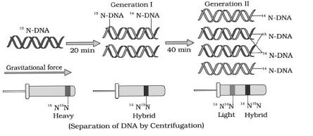 CBSE-Class-12-Biology-Molecular-Basis-Of-Inheritance-Notes-Set-B-6