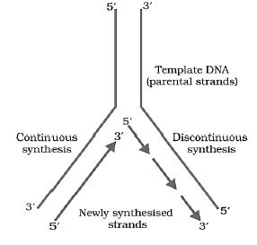 CBSE-Class-12-Biology-Molecular-Basis-Of-Inheritance-Notes-Set-B-7