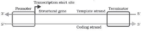 CBSE-Class-12-Biology-Molecular-Basis-Of-Inheritance-Notes-Set-B-8