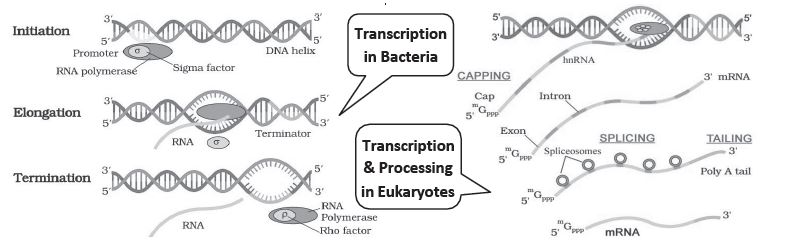 CBSE-Class-12-Biology-Molecular-Basis-Of-Inheritance-Notes-Set-B-9