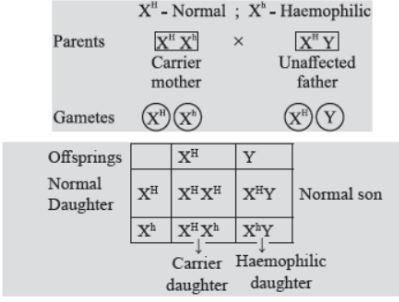 CBSE-Class-12-Biology-Principles-Of-Inheritance-And-Variation-Notes-Set-B-1