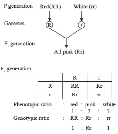 CBSE-Class-12-Biology-Principles-Of-Inheritance-And-Variation-Notes-Set-B