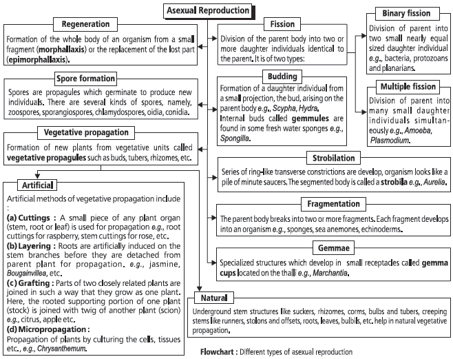 CBSE-Class-12-Biology-Reproduction-In-Organisms-Notes-Set-B-1