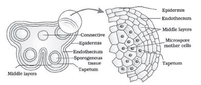 CBSE-Class-12-Biology-Sexual-Reproduction-In-flowering-Plants-Notes-Set-B-1