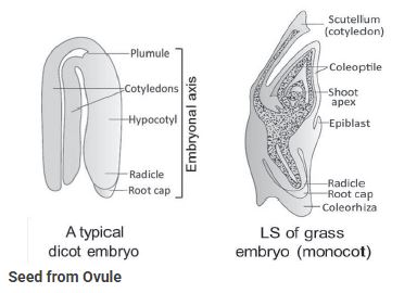 CBSE-Class-12-Biology-Sexual-Reproduction-In-flowering-Plants-Notes-Set-B-10