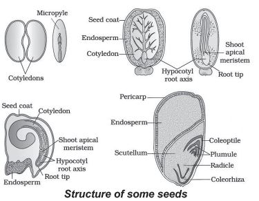 CBSE-Class-12-Biology-Sexual-Reproduction-In-flowering-Plants-Notes-Set-B-11