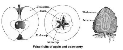 CBSE-Class-12-Biology-Sexual-Reproduction-In-flowering-Plants-Notes-Set-B-12