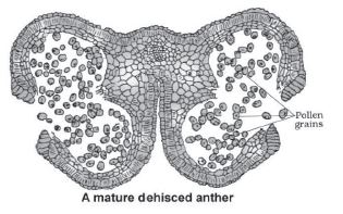 CBSE-Class-12-Biology-Sexual-Reproduction-In-flowering-Plants-Notes-Set-B-2