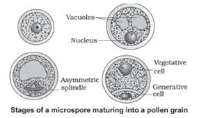 CBSE-Class-12-Biology-Sexual-Reproduction-In-flowering-Plants-Notes-Set-B-3