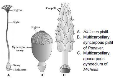 CBSE-Class-12-Biology-Sexual-Reproduction-In-flowering-Plants-Notes-Set-B-4