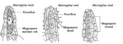 CBSE-Class-12-Biology-Sexual-Reproduction-In-flowering-Plants-Notes-Set-B-5