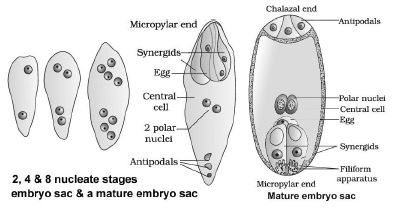 CBSE-Class-12-Biology-Sexual-Reproduction-In-flowering-Plants-Notes-Set-B-6