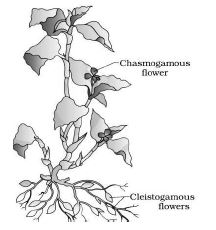 CBSE-Class-12-Biology-Sexual-Reproduction-In-flowering-Plants-Notes-Set-B-7