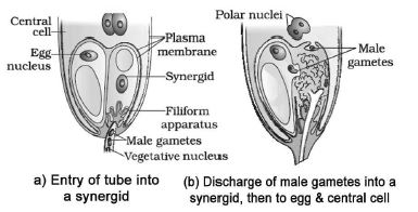 CBSE-Class-12-Biology-Sexual-Reproduction-In-flowering-Plants-Notes-Set-B-8