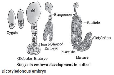 CBSE-Class-12-Biology-Sexual-Reproduction-In-flowering-Plants-Notes-Set-B-9