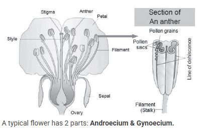 CBSE-Class-12-Biology-Sexual-Reproduction-In-flowering-Plants-Notes-Set-B