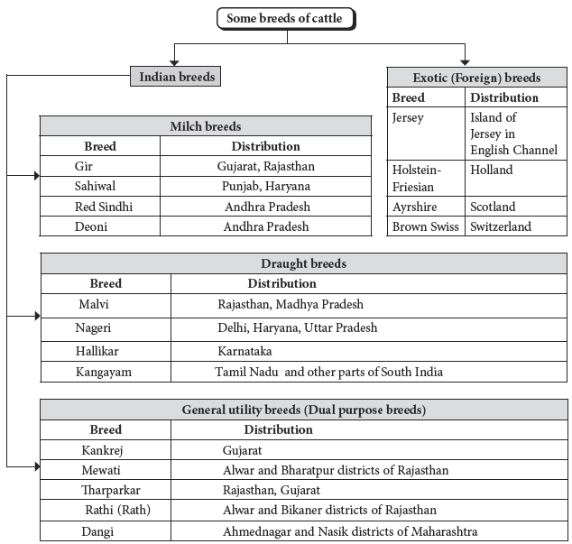 CBSE-Class-12-Biology-Strategies-For-Enhancement-In-Food-Production-Notes-Set-B-2