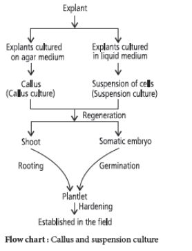 CBSE-Class-12-Biology-Strategies-For-Enhancement-In-Food-Production-Notes-Set-B-9