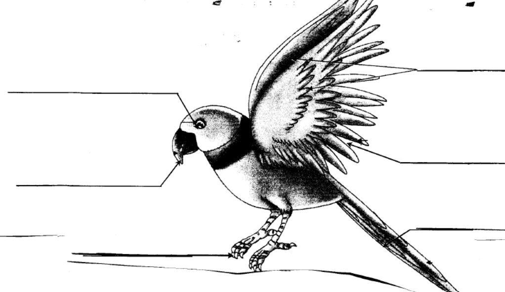 CBSE-Class-3-EVS-Beautiful-World-Of-Birds-Worksheet
