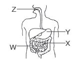 CBSE-Class-3-Science-Practice-MCQs-Set-A-9