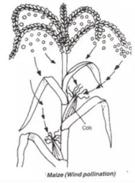 Frank-Brothers-Solutions-for-ICSE-Class-9-Biology-Chapter-8-Pollination-And-Fertilization-1