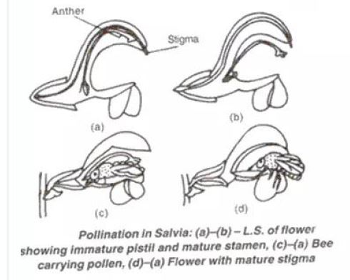 Frank-Brothers-Solutions-for-ICSE-Class-9-Biology-Chapter-8-Pollination-And-Fertilization-2