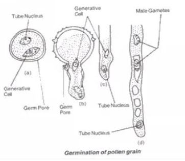 Frank-Brothers-Solutions-for-ICSE-Class-9-Biology-Chapter-8-Pollination-And-Fertilization