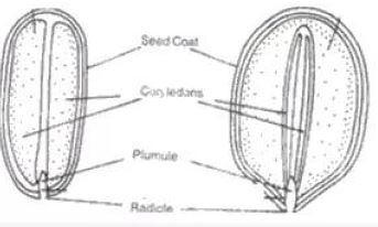 Frank-Brothers-Solutions-for-ICSE-Class-9-Biology-Chapter-9-Seeds-Structure-And-Germination